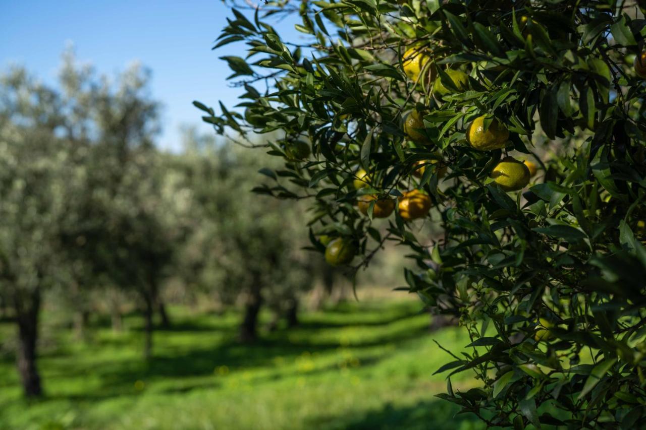 Farm stay Costantino Maida